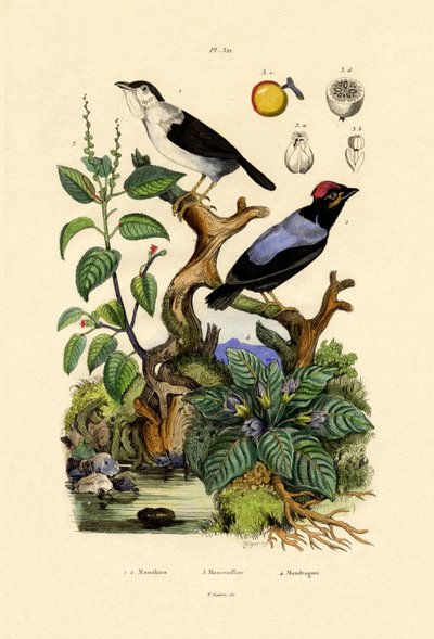 Manakins, 1833-39 alkotó: French School